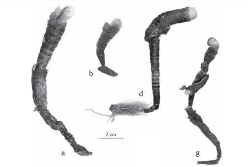 Представитель Семейства Galatheanthemidae